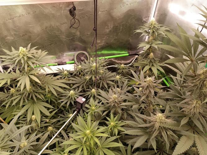 Tropical Mango - Cannapot seeds. Week 8