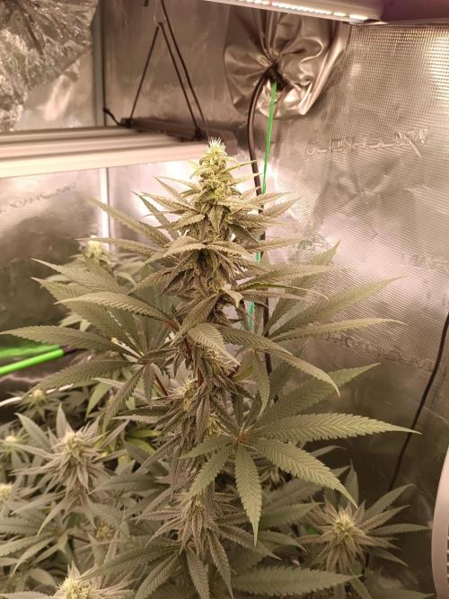 blue dream - Cannapot seeds. Week 9