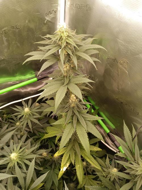 Lemon Tree. Week 9