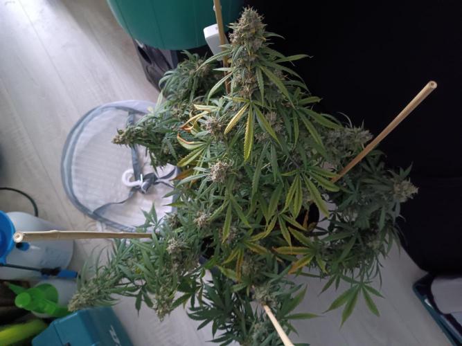 Sour Diesel auto - Humboldt. Week 10