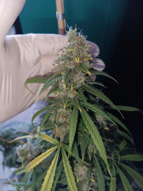 Sour Diesel auto - Humboldt. Week 10