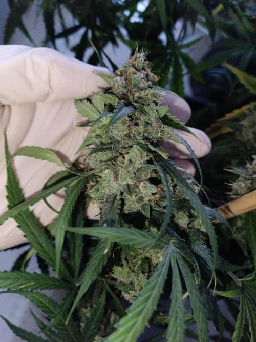 Sour Diesel auto - Humboldt. Week 10