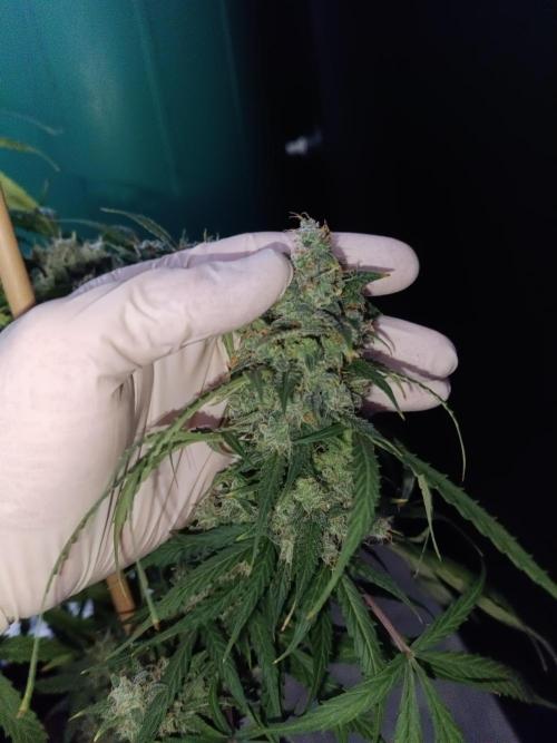 Sour Diesel auto - Humboldt. Week 10