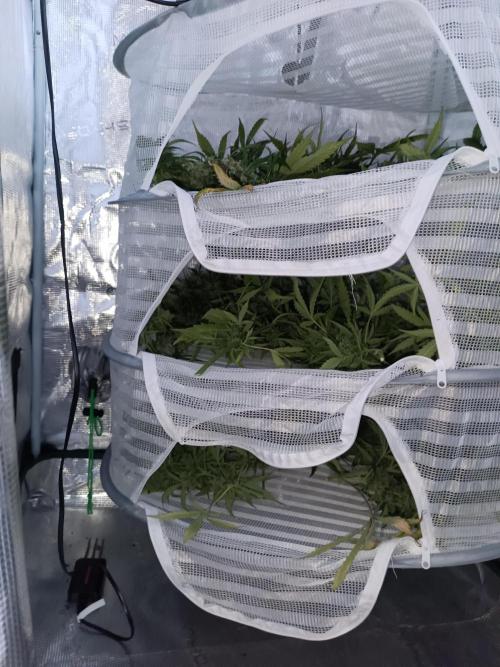 Sour Diesel auto - Humboldt. Week 10