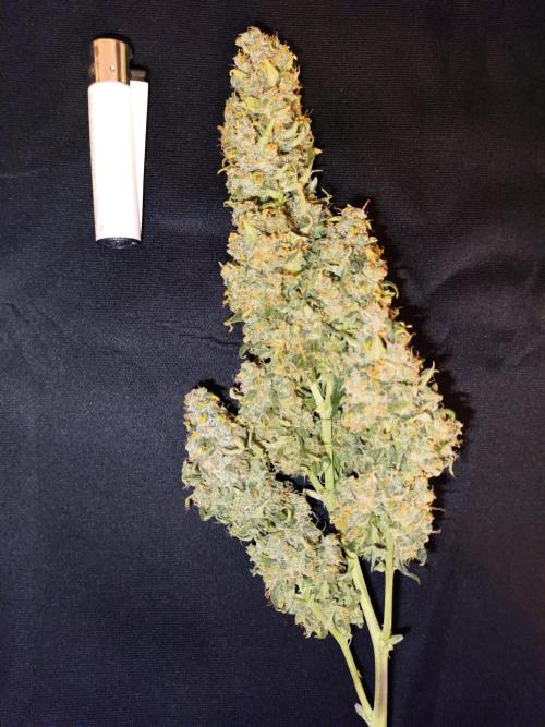 Sour Diesel auto - Humboldt. Week 10