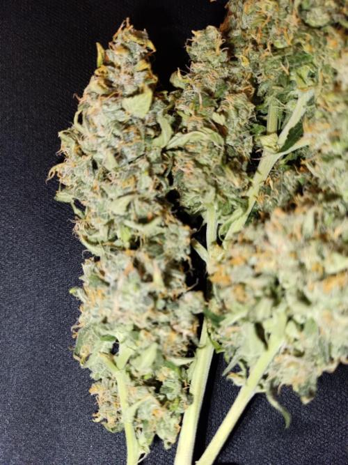 Sour Diesel auto - Humboldt. Week 10
