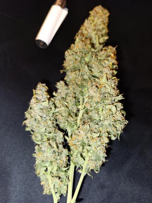 Sour Diesel auto - Humboldt. Week 10