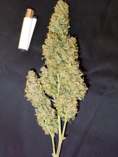 Sour Diesel auto - Humboldt. Week 10