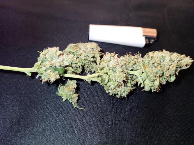 Sour Diesel auto - Humboldt. Week 10