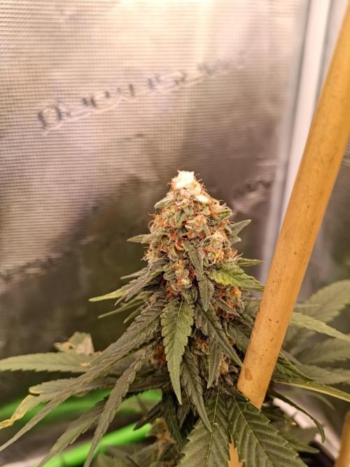 Lemon Treeee 🍋 - Barney's Farm. Week 10