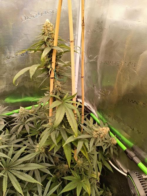 Lemon Tree. Week 10