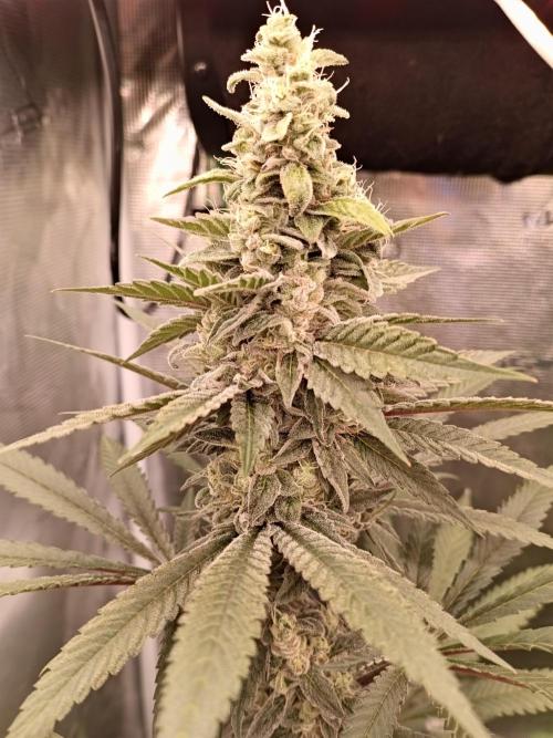 blue dream - Cannapot seeds. Week 10