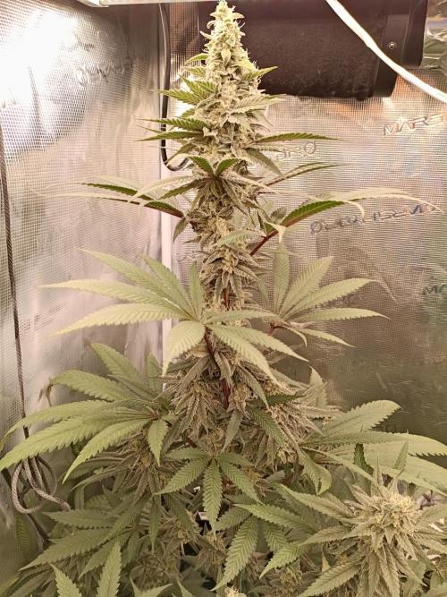 blue dream - Cannapot seeds. Week 10