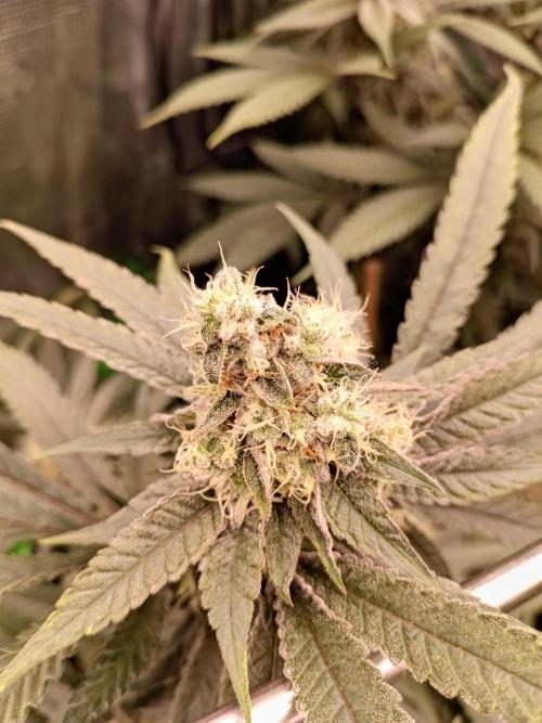 blue dream - Cannapot seeds. Week 10
