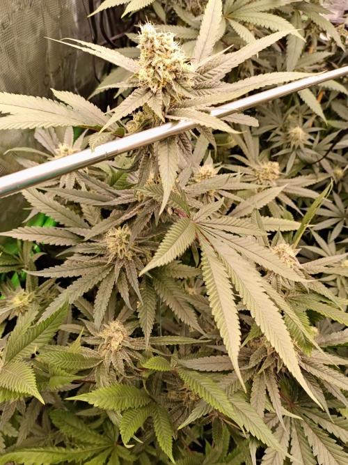 blue dream - Cannapot seeds. Week 10
