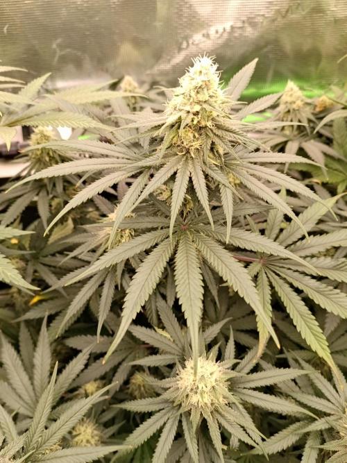 Tropical Mango - Cannapot seeds. Week 9
