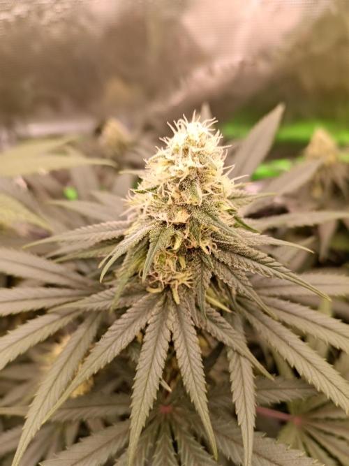 Tropical Mango - Cannapot seeds. Week 9