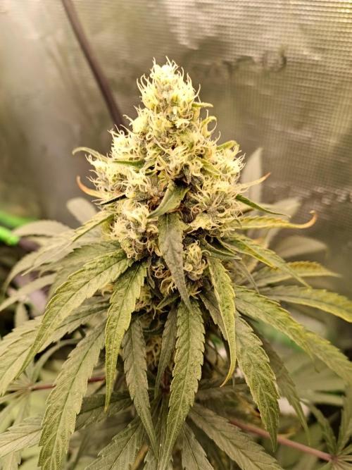 Jaggen - Cannapot seeds. Week 10