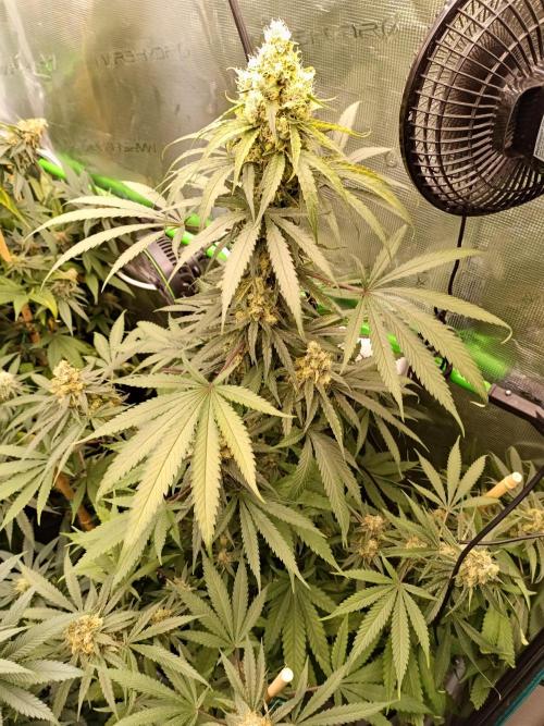 Jaggen - Cannapot seeds. Week 10