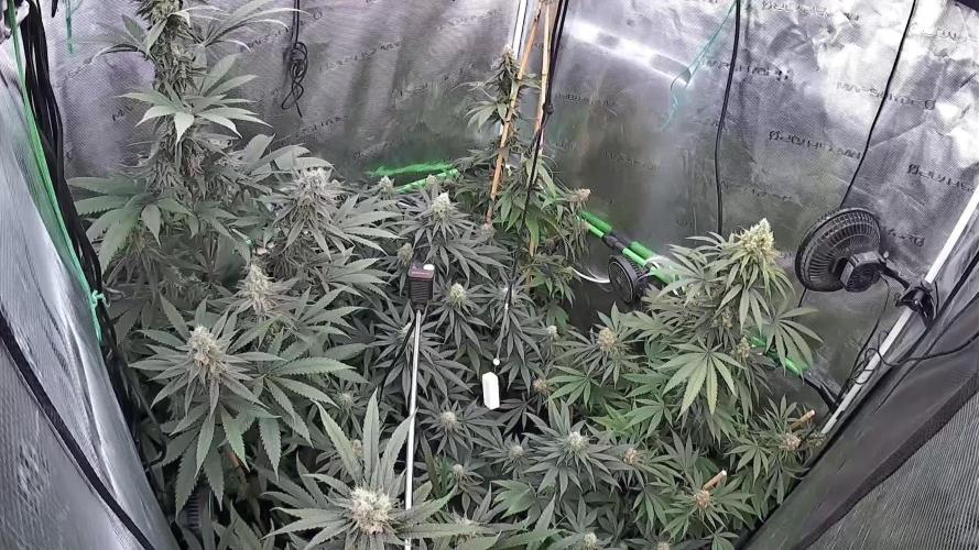 Lemon Treeee π - Barney's Farm