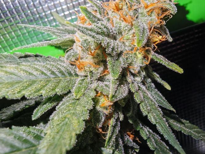 Lemon Treeee 🍋 - Barney's Farm. Week 10