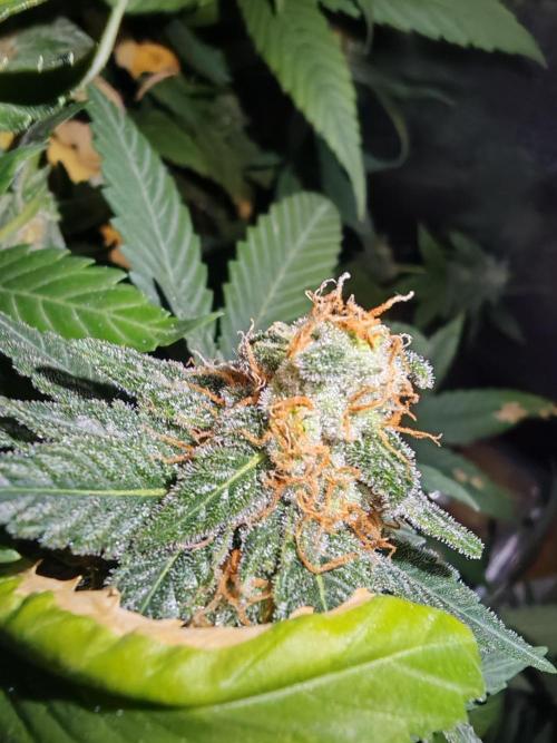 Lemon Treeee 🍋 - Barney's Farm. Week 10