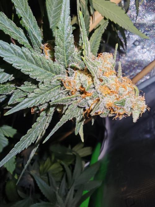 Lemon Treeee 🍋 - Barney's Farm. Week 10