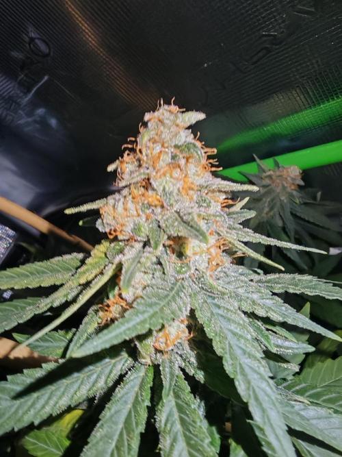 Lemon Tree. Week 10
