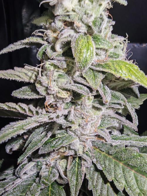 blue dream - Cannapot seeds. Week 10