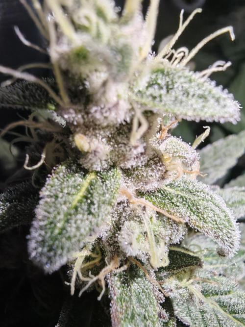 blue dream - Cannapot seeds. Week 10
