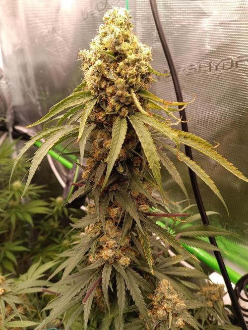 Jaggen - Cannapot seeds. Week 11