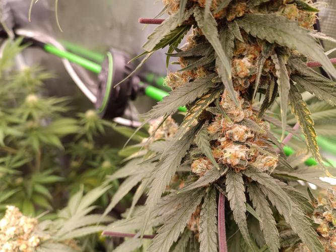 Jaggen - Cannapot seeds. Week 11