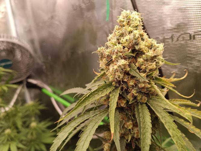 Jaggen - Cannapot seeds. Week 11