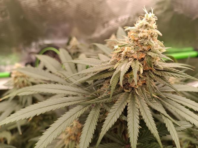 Tropical Mango - Cannapot seeds. Week 10