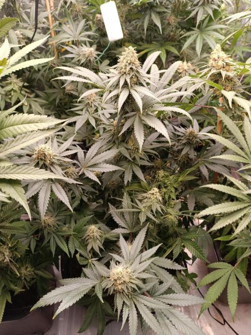 Tropical Mango - Cannapot seeds. Week 10