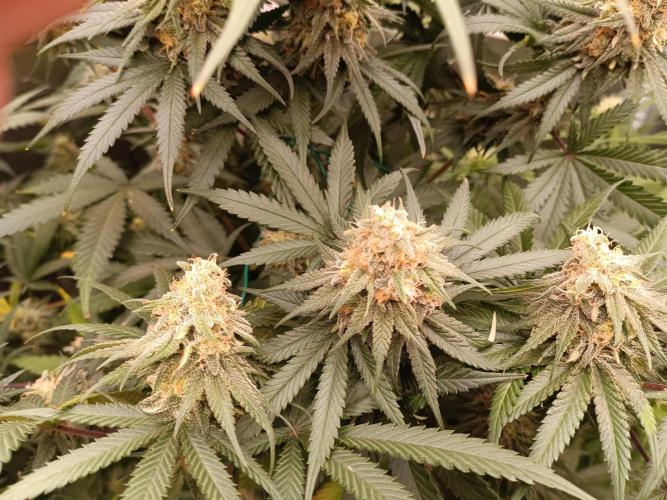 Tropical Mango - Cannapot seeds. Week 10