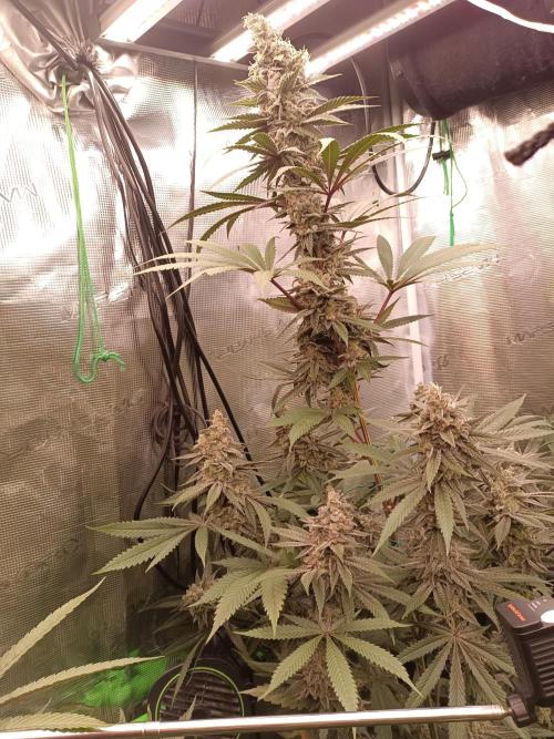 blue dream - Cannapot seeds. Week 11
