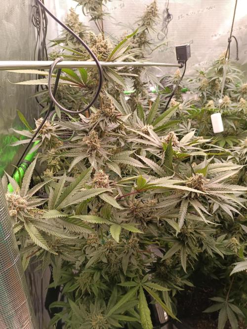 blue dream - Cannapot seeds. Week 11