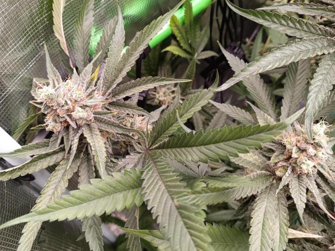 blue dream - Cannapot seeds. Week 11