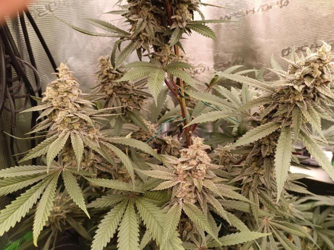 blue dream - Cannapot seeds. Week 11