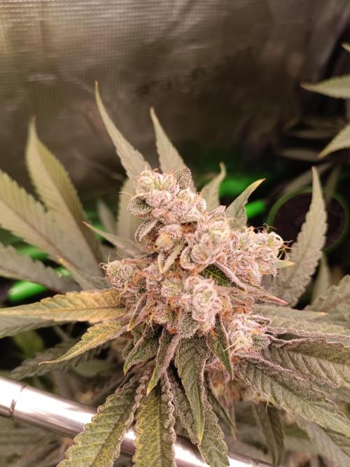 blue dream - Cannapot seeds. Week 12