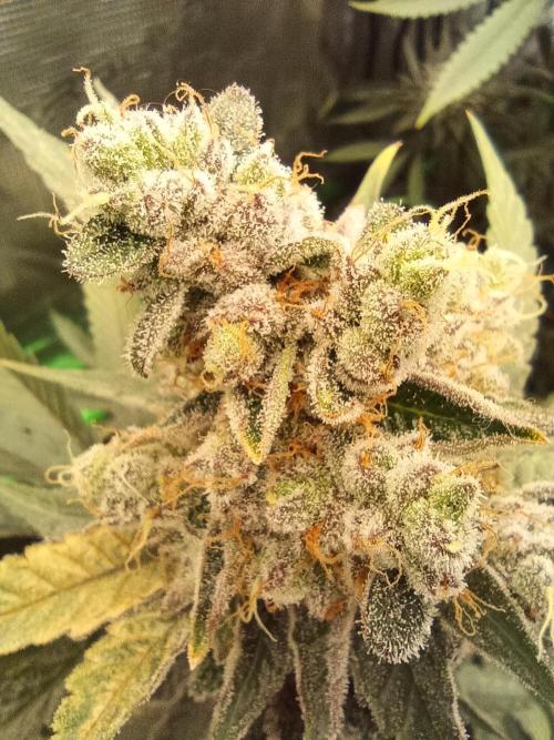 blue dream - Cannapot seeds. Week 12