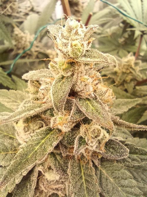 blue dream - Cannapot seeds. Week 12