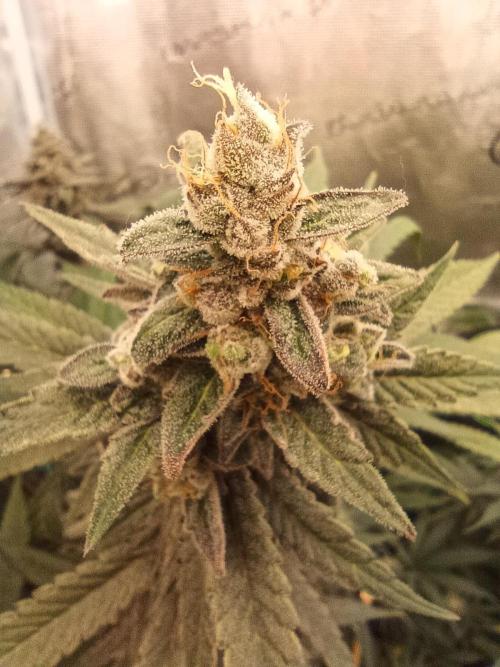 blue dream - Cannapot seeds. Week 12