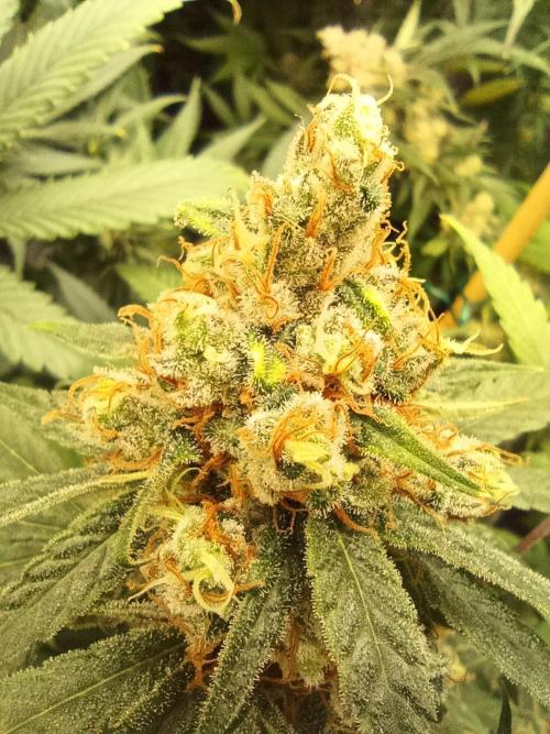 Jaggen - Cannapot seeds. Week 12