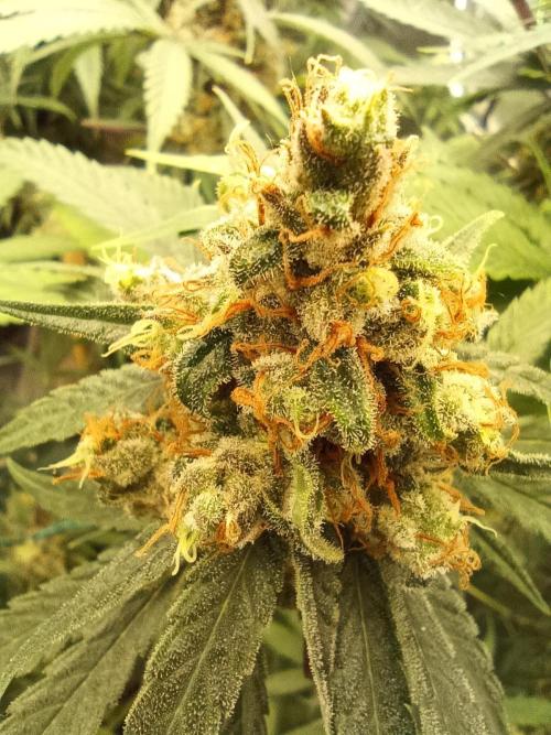 Jaggen - Cannapot seeds. Week 12