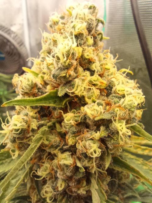 Jaggen - Cannapot seeds. Week 12