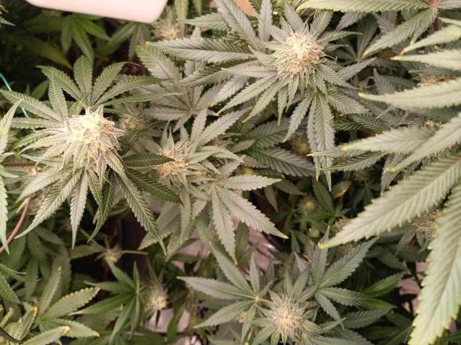 Tropical Mango - Cannapot seeds. Week 10