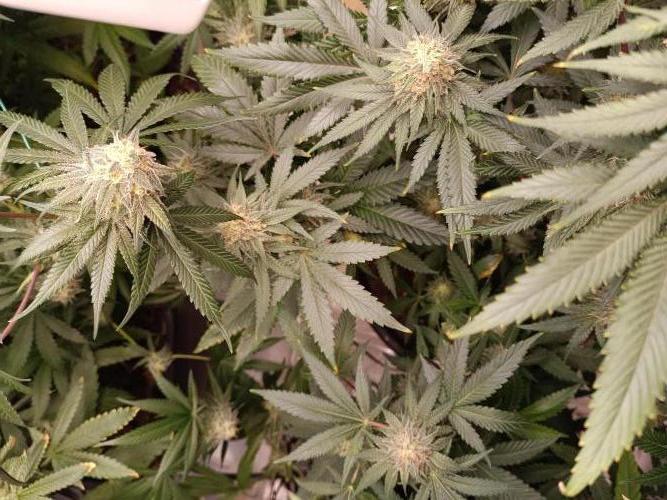 Tropical Mango - Cannapot seeds. Week 10