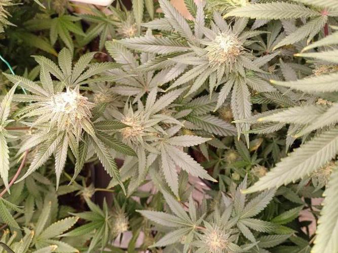 Tropical Mango - Cannapot seeds. Week 10